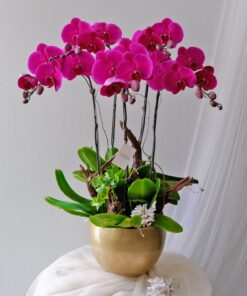 Lan hồ điệp hồng